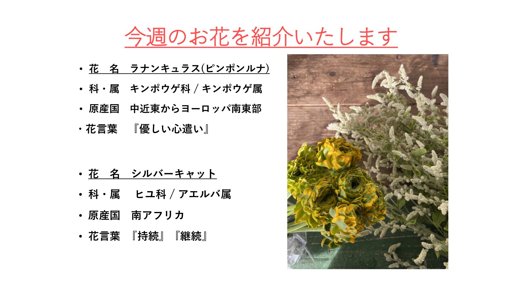 今週のお花 ラナンキュラスとシルバーキャット 花谷建設株式会社